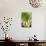 Sempervivum Succulent IV-Erin Berzel-Photographic Print displayed on a wall