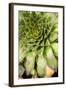 Sempervivum Succulent IV-Erin Berzel-Framed Photographic Print