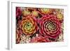 Sempervivum Tectorum-Charles Bowman-Framed Photographic Print