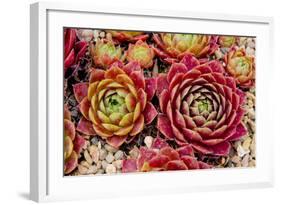 Sempervivum Tectorum-Charles Bowman-Framed Photographic Print