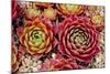 Sempervivum Tectorum-Charles Bowman-Mounted Photographic Print