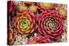 Sempervivum Tectorum-Charles Bowman-Stretched Canvas