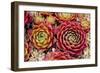 Sempervivum Tectorum-Charles Bowman-Framed Photographic Print