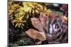 Sempervivum-null-Mounted Art Print