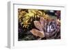 Sempervivum-null-Framed Art Print