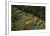 Semuc Champey Waterfalls, Guatemala, Central America-Colin Brynn-Framed Photographic Print