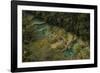 Semuc Champey Waterfalls, Guatemala, Central America-Colin Brynn-Framed Photographic Print