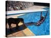 Sen. Barry Goldwater Hanging Underneath Diving Board in Swimming Pool as Dog Licks His Toes-Bill Ray-Stretched Canvas