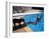 Sen. Barry Goldwater Hanging Underneath Diving Board in Swimming Pool as Dog Licks His Toes-Bill Ray-Framed Photographic Print
