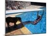 Sen. Barry Goldwater Hanging Underneath Diving Board in Swimming Pool as Dog Licks His Toes-Bill Ray-Mounted Photographic Print