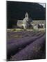 Senanque Abbey and Lavender Field, Vaucluse, Provence, France, Europe-Angelo Cavalli-Mounted Photographic Print