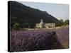 Senanque Abbey and Lavender Field, Vaucluse, Provence, France, Europe-Angelo Cavalli-Stretched Canvas
