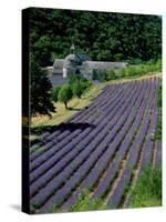 Senaque Abbey and Lavender Fields, Gordes, Provence, France-Steve Vidler-Stretched Canvas