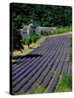 Senaque Abbey and Lavender Fields, Gordes, Provence, France-Steve Vidler-Stretched Canvas