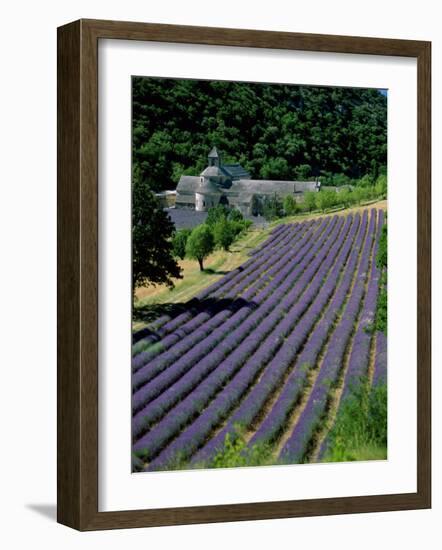 Senaque Abbey and Lavender Fields, Gordes, Provence, France-Steve Vidler-Framed Photographic Print