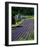 Senaque Abbey and Lavender Fields, Gordes, Provence, France-Steve Vidler-Framed Photographic Print