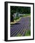 Senaque Abbey and Lavender Fields, Gordes, Provence, France-Steve Vidler-Framed Photographic Print