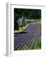 Senaque Abbey and Lavender Fields, Gordes, Provence, France-Steve Vidler-Framed Photographic Print