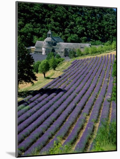 Senaque Abbey and Lavender Fields, Gordes, Provence, France-Steve Vidler-Mounted Photographic Print