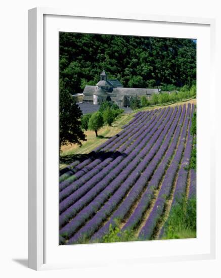 Senaque Abbey and Lavender Fields, Gordes, Provence, France-Steve Vidler-Framed Photographic Print