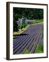 Senaque Abbey and Lavender Fields, Gordes, Provence, France-Steve Vidler-Framed Photographic Print