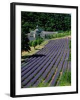 Senaque Abbey and Lavender Fields, Gordes, Provence, France-Steve Vidler-Framed Photographic Print