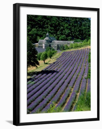 Senaque Abbey and Lavender Fields, Gordes, Provence, France-Steve Vidler-Framed Photographic Print