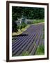 Senaque Abbey and Lavender Fields, Gordes, Provence, France-Steve Vidler-Framed Photographic Print