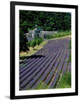 Senaque Abbey and Lavender Fields, Gordes, Provence, France-Steve Vidler-Framed Photographic Print