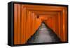 Senbon Torii, thousands of Torii gates, in Fushimi Inari Shrine, Kyoto, Japan-Keren Su-Framed Stretched Canvas