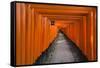 Senbon Torii, thousands of Torii gates, in Fushimi Inari Shrine, Kyoto, Japan-Keren Su-Framed Stretched Canvas