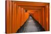 Senbon Torii, thousands of Torii gates, in Fushimi Inari Shrine, Kyoto, Japan-Keren Su-Stretched Canvas