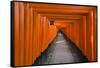 Senbon Torii, thousands of Torii gates, in Fushimi Inari Shrine, Kyoto, Japan-Keren Su-Framed Stretched Canvas