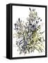 Senecio and other plants, 2003-Claudia Hutchins-Puechavy-Framed Stretched Canvas