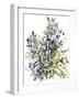 Senecio and other plants, 2003-Claudia Hutchins-Puechavy-Framed Giclee Print