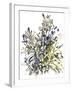 Senecio and other plants, 2003-Claudia Hutchins-Puechavy-Framed Giclee Print