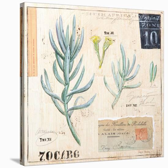 Senecio…Sketchbook-Angela Staehling-Stretched Canvas