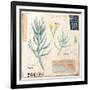 Senecio…Sketchbook-Angela Staehling-Framed Art Print