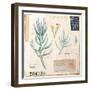 Senecio…Sketchbook-Angela Staehling-Framed Art Print