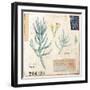 Senecio…Sketchbook-Angela Staehling-Framed Art Print