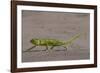 Senegal chameleon walking over flat ground, The Gambia-Bernard Castelein-Framed Photographic Print