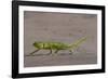 Senegal chameleon walking over flat ground, The Gambia-Bernard Castelein-Framed Photographic Print