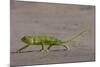 Senegal chameleon walking over flat ground, The Gambia-Bernard Castelein-Mounted Photographic Print