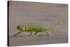 Senegal chameleon walking over flat ground, The Gambia-Bernard Castelein-Stretched Canvas
