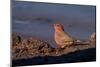Senegal Firefinch (Lagonosticta senegala), Mashatu Game Reserve, Botswana, Africa-Sergio Pitamitz-Mounted Photographic Print