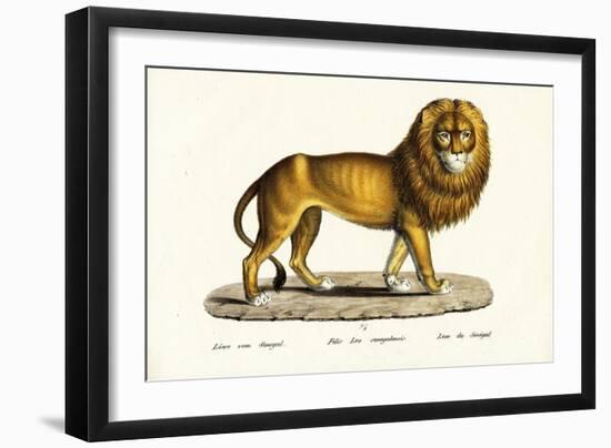 Senegal Lion, 1824-Karl Joseph Brodtmann-Framed Giclee Print