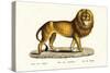 Senegal Lion, 1824-Karl Joseph Brodtmann-Stretched Canvas