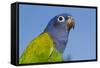 Senegal Parrot (Poicephalus Senegalus), Captive, West Africa-Lynn M^ Stone-Framed Stretched Canvas