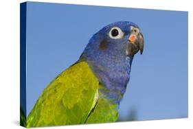 Senegal Parrot (Poicephalus Senegalus), Captive, West Africa-Lynn M^ Stone-Stretched Canvas