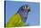 Senegal Parrot (Poicephalus Senegalus), Captive, West Africa-Lynn M^ Stone-Stretched Canvas